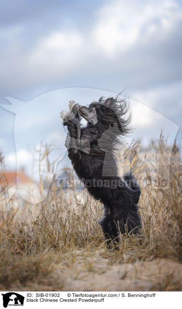 schwarzer Chinese Crested Powderpuff / black Chinese Crested Powderpuff / SIB-01902
