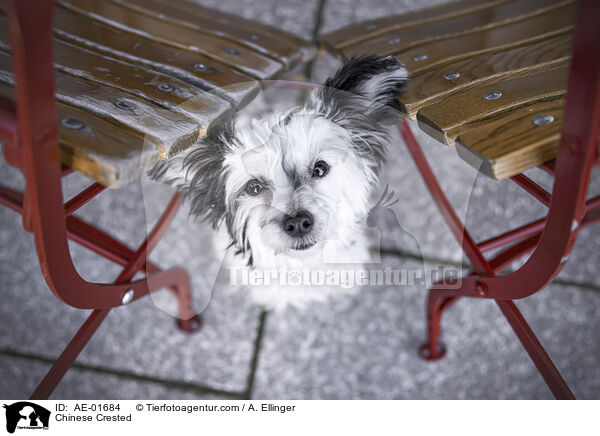 Chinesischer Schopfhund / Chinese Crested / AE-01684