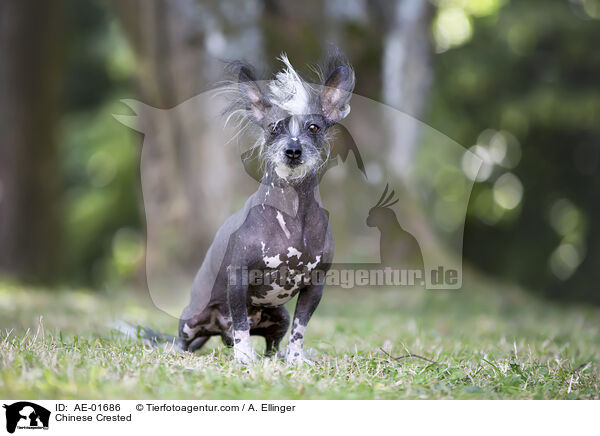 Chinesischer Schopfhund / Chinese Crested / AE-01686