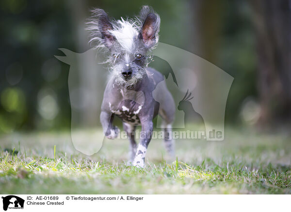 Chinesischer Schopfhund / Chinese Crested / AE-01689