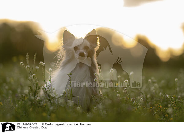 Chinese Crested Dog / Chinese Crested Dog / AH-07662