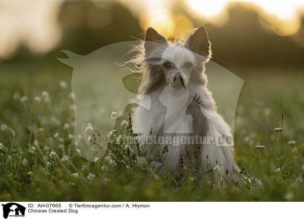 Chinese Crested Dog / Chinese Crested Dog / AH-07665