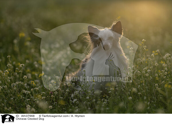 Chinese Crested Dog / Chinese Crested Dog / AH-07668