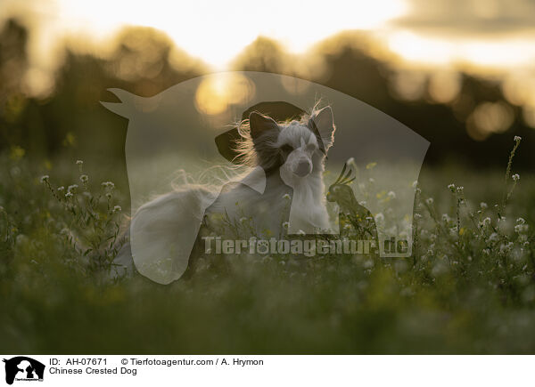 Chinese Crested Dog / Chinese Crested Dog / AH-07671