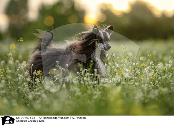 Chinese Crested Dog / Chinese Crested Dog / AH-07683