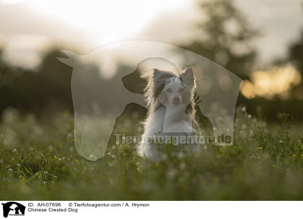 Chinese Crested Dog / Chinese Crested Dog / AH-07696