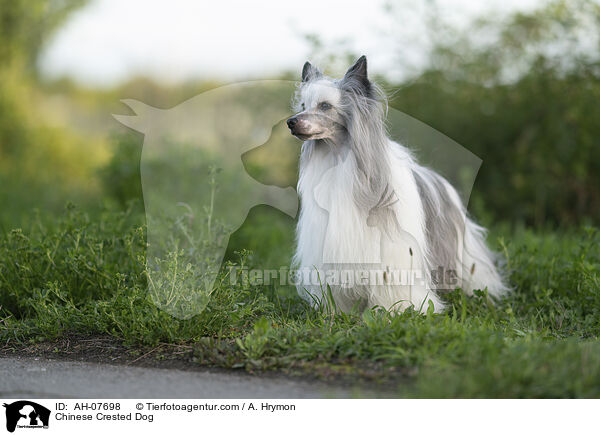 Chinese Crested Dog / AH-07698