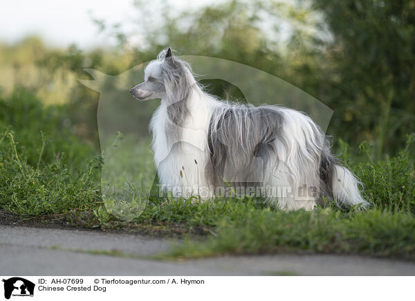 Chinese Crested Dog / AH-07699