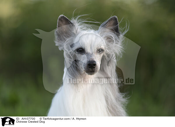 Chinese Crested Dog / AH-07700