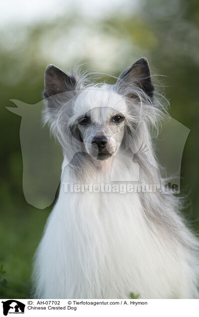 Chinese Crested Dog / Chinese Crested Dog / AH-07702