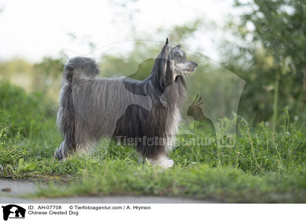 Chinese Crested Dog / AH-07708