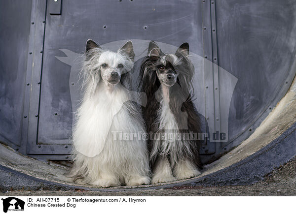 Chinese Crested Dog / Chinese Crested Dog / AH-07715
