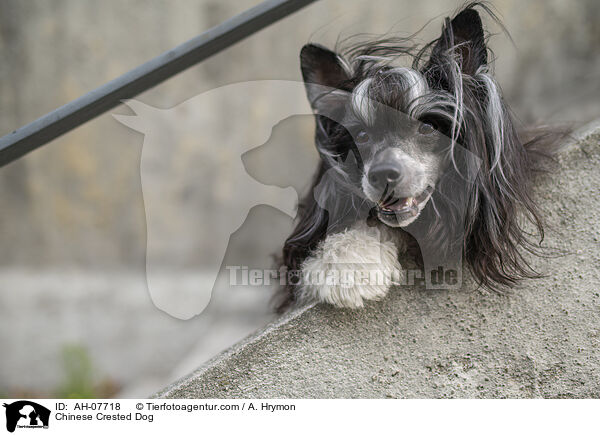 Chinese Crested Dog / AH-07718