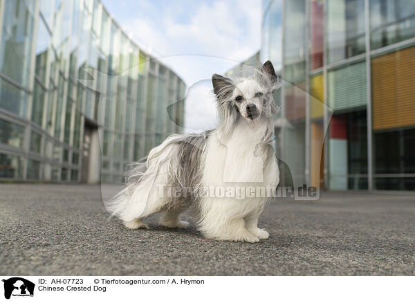 Chinese Crested Dog / Chinese Crested Dog / AH-07723