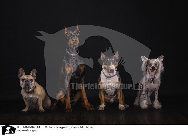 mehrere Hunde / several dogs / MAH-04344