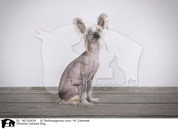 Chinese Crested Dog / Chinese Crested Dog / NC-03424