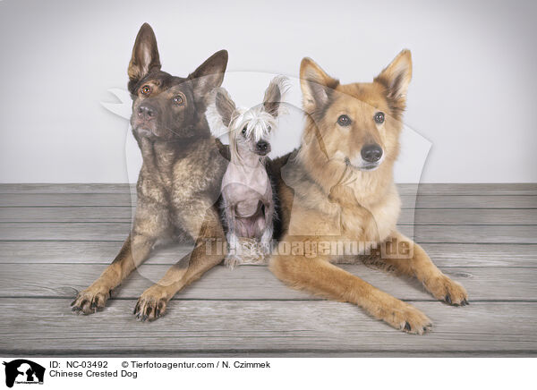 Chinese Crested Dog / Chinese Crested Dog / NC-03492