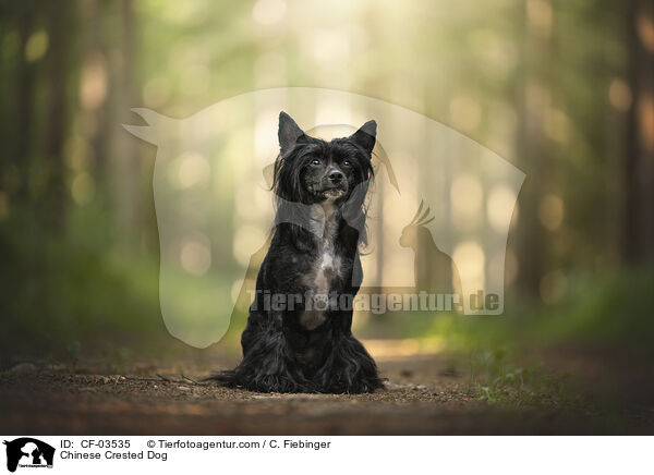 Chinese Crested Dog / Chinese Crested Dog / CF-03535
