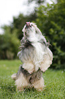 Chinese Crested Powderpuff