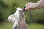 Chinese Crested Dog