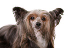 Chinese Crested Dog Powder Puff Portrait