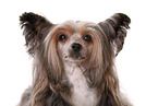 Chinese Crested Dog Powder Puff Portrait