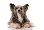 lying Chinese Crested Dog Powder Puff
