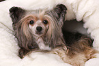 lying Chinese Crested Dog Powder Puff
