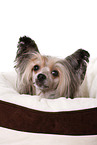 Chinese Crested Dog Powder Puff Portrait