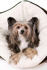 lying Chinese Crested Dog Powder Puff