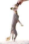 begging Chinese Crested Dog