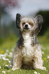 sitting Chinese Crested Powderpuff