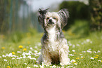 sitting Chinese Crested Powderpuff