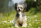 sitting Chinese Crested Powderpuff