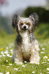 sitting Chinese Crested Powderpuff