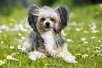 lying Chinese Crested Powderpuff