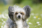 Chinese Crested Powderpuff Portrait