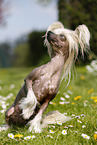 sitting Chinese Crested Dog
