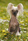 sitting Chinese Crested Dog