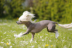 running Chinese Crested Dog