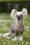 Chinese Crested Dog