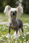 Chinese Crested Dog
