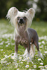 Chinese Crested Dog