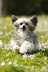 running Chinese Crested Powderpuff