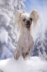sitting Chinese Crested Dog