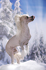begging Chinese Crested Dog