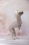 Chinese Crested Dog