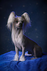 sitting Chinese Crested Dog