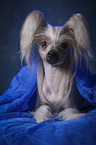 lying Chinese Crested Dog