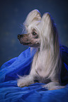 lying Chinese Crested Dog
